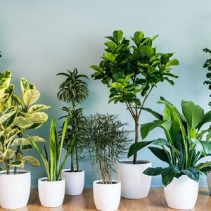 Cây cảnh, đồ trang trí shop thanh lý